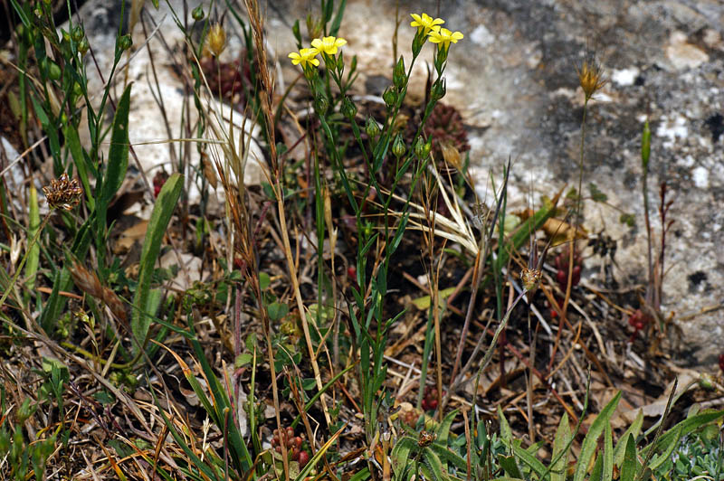 Linum trigynum